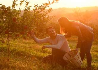 Happy Harvests