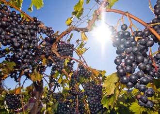 Did You Know? These Grapes Grow In Pennsylvania!