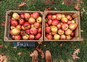 7 Delicious Ways to Get Your Apple Fix This Fall