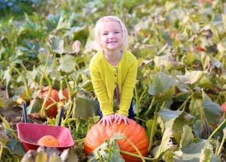 Pickin' Pumpkins