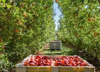 Pick Your Own Apple Orchards in PA