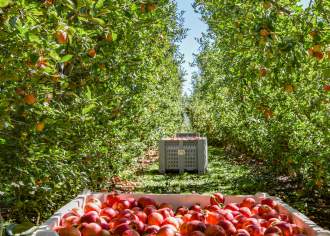 Bins of apples in between a row of trees at an apple orchard