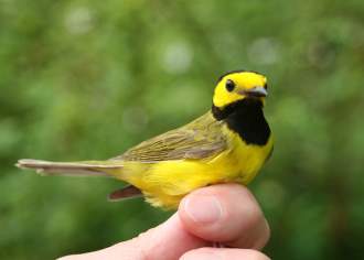 Bird Watching in Pennsylvania