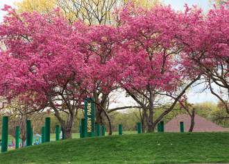 Cherry blossom trees in a park with a sign that reads Kirby Park