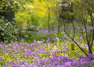 Purple flowers in a field