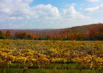 Think Local – Think Wine