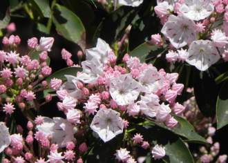 Best Hiking Trails to See the Wildflowers of Pennsylvania