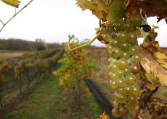 Grapes of Wealth: The Concord Grape Region of Pennsylvania