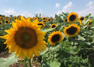 Picture-Perfect Pennsylvania Sunflower Fields