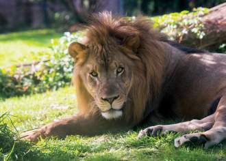 Wild About Pennsylvania’s Zoos & Animal Parks