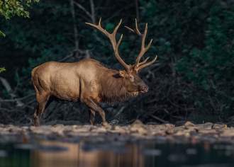 Best Places to See Elk in PA