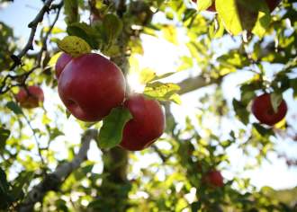 apples