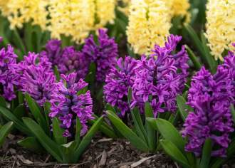 Pennsylvania’s Public Gardens Beckon