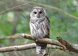 Wildlife Watching in Pennsylvania