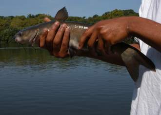 Catfish, Musky & Walleye Fishing in Pennsylvania