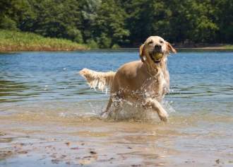 Pet-Friendly Cabins in PA