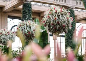 Three potted flowers and plants hanging from the ceiling in a conservatory