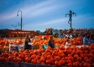 Picture-Perfect Pumpkin Patches