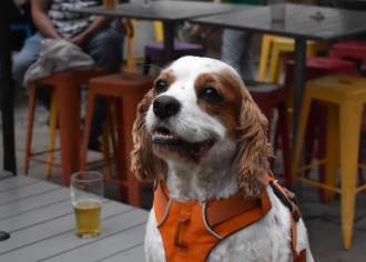 Pet-Friendly Breweries in PA