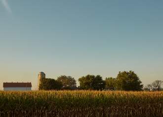 wheat fields