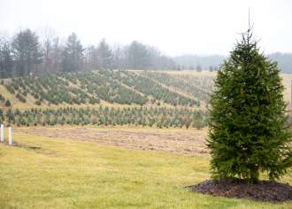 Christmas Tree Farms