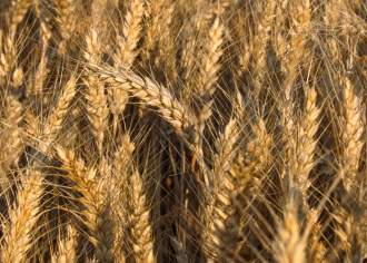 wheat