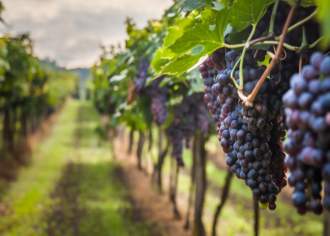 Pennsylvania's Wine Trails