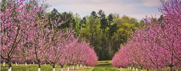 Millstone Creek Orchard