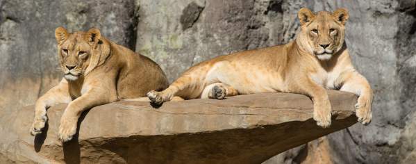 Two Lions perched on a rock sunbathing in the NC Zoo