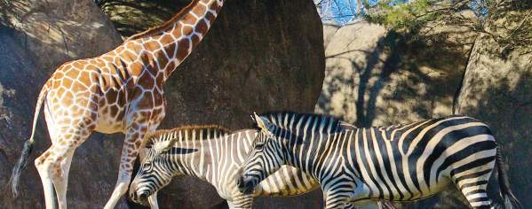 NC Zoo Zebra & Giraffe