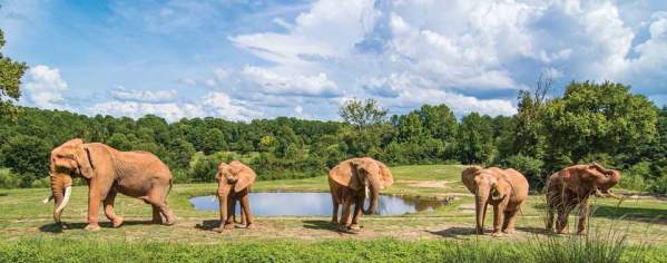 NC Zoo Elephants