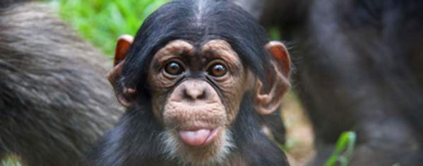 NC Zoo Monkey