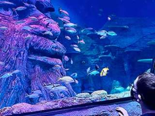 Child looking at fish inside aquarium