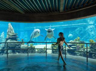 Girl walking into aquarium with dolphin at SeaWorld San Antonio