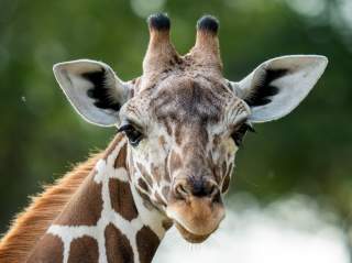 Closeup of Waffles the Giraffe at San Antonio Zoo
