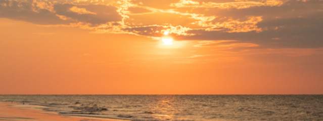 Bird Watching: Species Guide and Best Spots in the Golden Isles