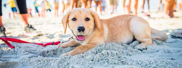 A puppy plays on the Georgia coast dog-friendly beaches in the Golden Isles