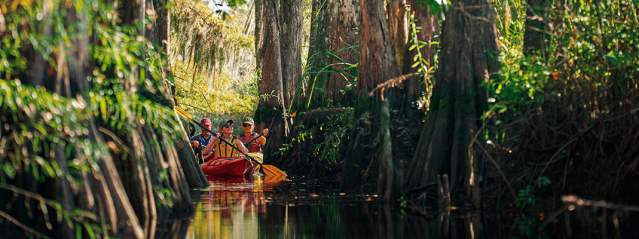 A group of friends kayak through cypress forests found along the Altamaha River near Brunswick, GA