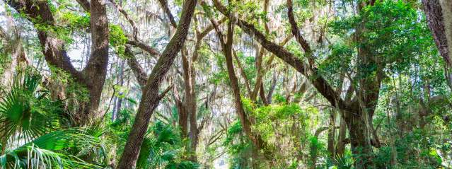 Scenic walking and hiking trails wind through an untouched maritime forest on St. Simons Island, GA
