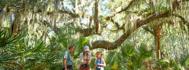 Top 10 Island Tours in the Golden Isles