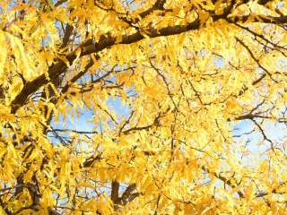 5 Places to See Fall Colors in Greeley