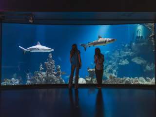 2 women look into the tank of the The Deep, with 2 sharks floating by.