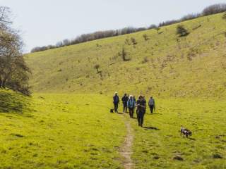 group of hikers approach a lush green valley lined by trees. they are joined by a dog