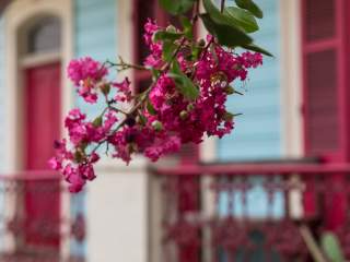 Your Guide to Finding the Most Beautiful New Orleans Flowers