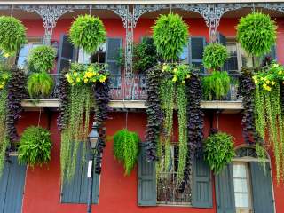French Quarter Foliage