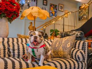 Dog-Friendly Guide to New Orleans