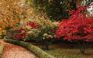 Autumn trees with red, orange and green leaves at Highgrove either side of a gravel path, near Tetbury.
