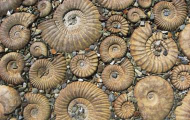 fossils carved into a rockface