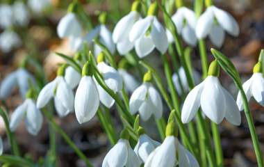 Where to find Devon’s snowdrops this February