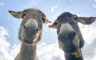 donkeys